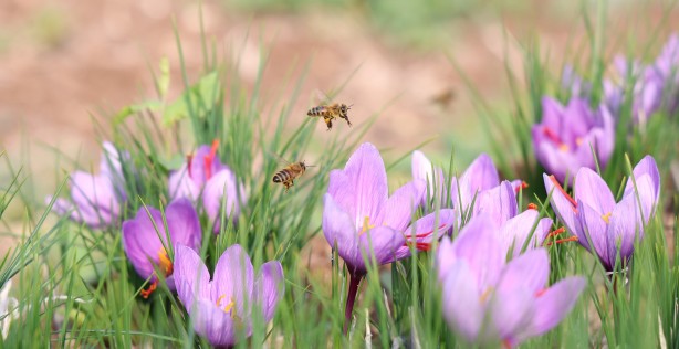 Foto - Safranbolu'da gördü Elazığ yetiştirdi! Kilosu 200 bin lira
