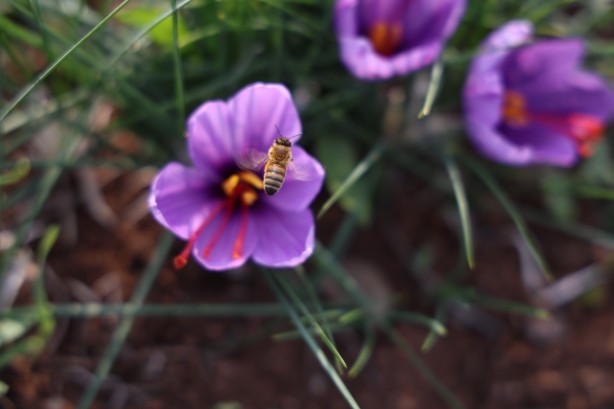 Foto - Safranbolu'da gördü Elazığ yetiştirdi! Kilosu 200 bin lira