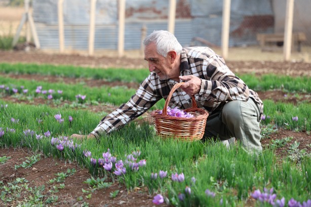 Foto - Safranbolu'da gördü Elazığ yetiştirdi! Kilosu 200 bin lira
