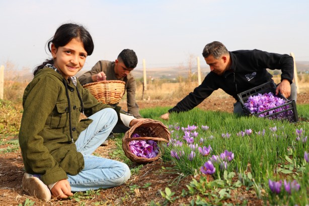 Safranbolu'da gördü Elazığ yetiştirdi! Kilosu 200 bin lira