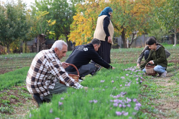 Foto - Safranbolu'da gördü Elazığ yetiştirdi! Kilosu 200 bin lira