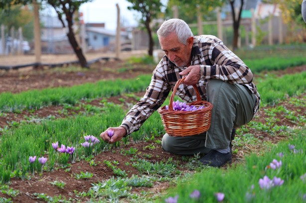Foto - Safranbolu'da gördü Elazığ yetiştirdi! Kilosu 200 bin lira