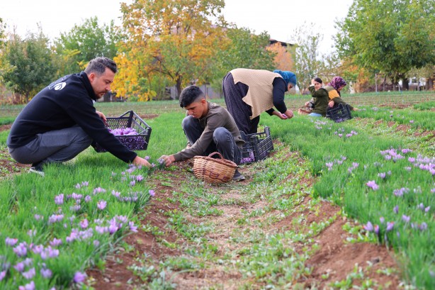 Foto - Safranbolu'da gördü Elazığ yetiştirdi! Kilosu 200 bin lira
