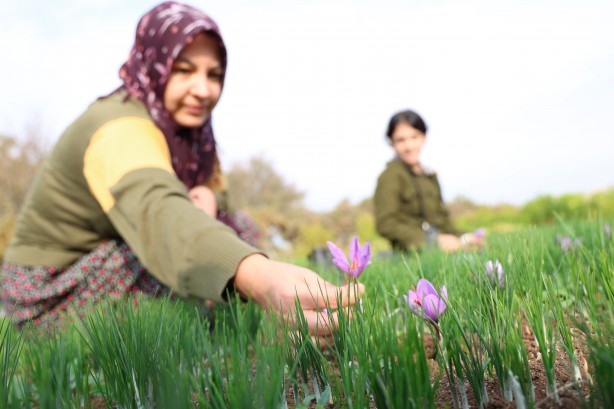Foto - Safranbolu'da gördü Elazığ yetiştirdi! Kilosu 200 bin lira