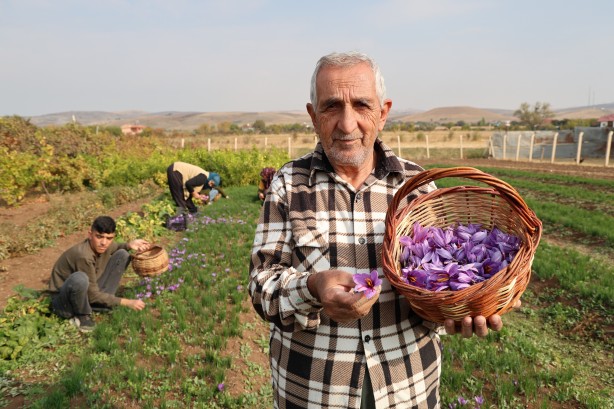 Foto - Safranbolu'da gördü Elazığ yetiştirdi! Kilosu 200 bin lira