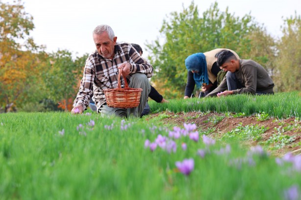 Foto - Safranbolu'da gördü Elazığ yetiştirdi! Kilosu 200 bin lira