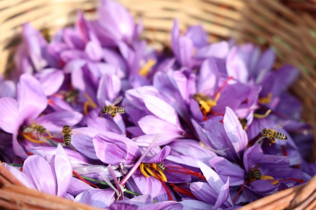 Foto - Safranbolu'da gördü Elazığ yetiştirdi! Kilosu 200 bin lira