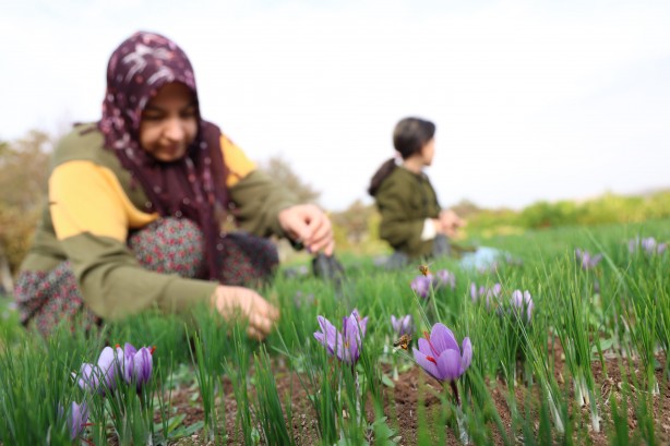 Foto - Safranbolu'da gördü Elazığ yetiştirdi! Kilosu 200 bin lira