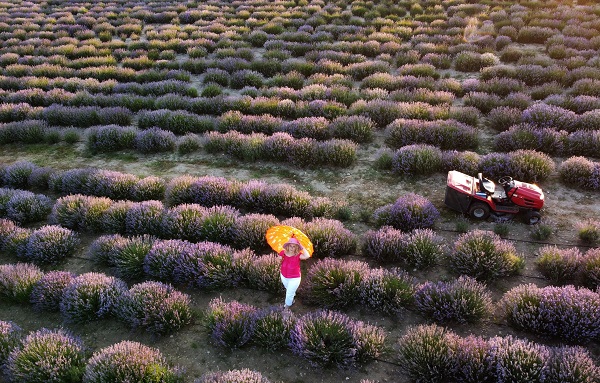 Foto - Safranbolu’da görsel şölen