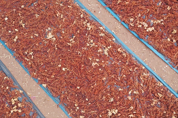 Foto - Sağanak yağış üzümleri bu hale getirdi