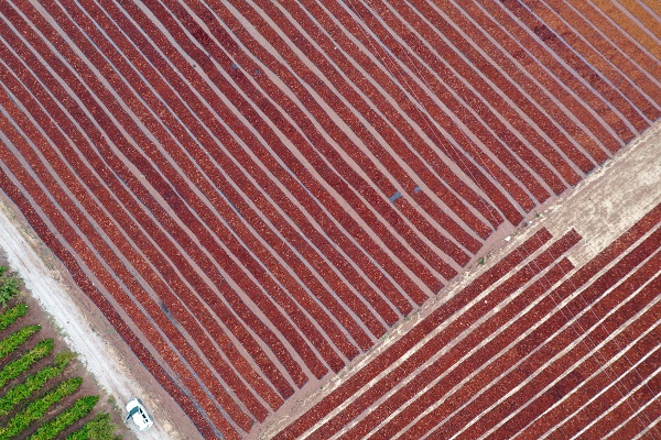 Foto - Sağanak yağış üzümleri bu hale getirdi