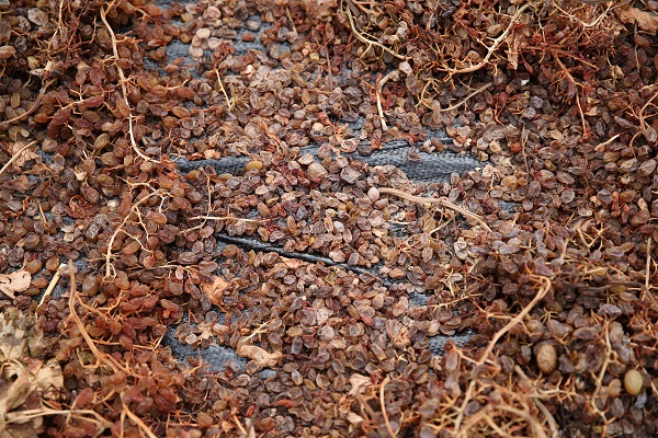 Foto - Sağanak yağış üzümleri bu hale getirdi