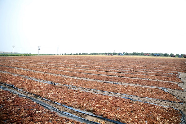 Foto - Sağanak yağış üzümleri bu hale getirdi