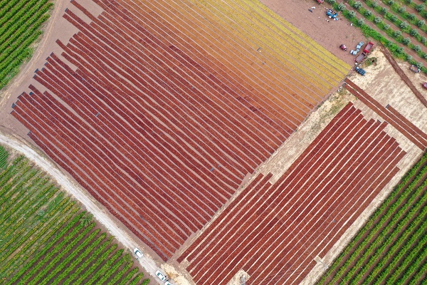 Foto - Sağanak yağış üzümleri bu hale getirdi