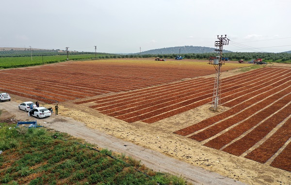 Foto - Sağanak yağış üzümleri bu hale getirdi