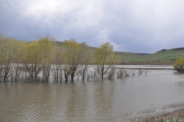 Foto - Sağanak yağışlardan sonra ağaçlar görünmez oldu