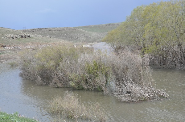 Foto - Sağanak yağışlardan sonra ağaçlar görünmez oldu