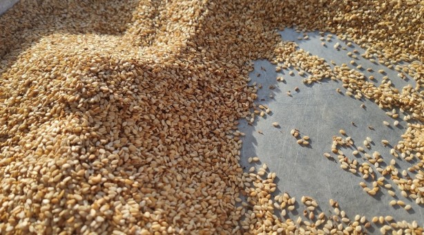 Foto - Sağlığa faydaları saymakla bitmiyor