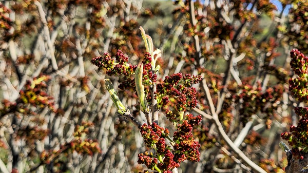 Sağlığa faydaları saymakla bitmiyor! Her yerde kahvesi içilirken Tokat'ta konservesi yapılıyor