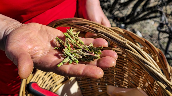 Foto - Sağlığa faydaları saymakla bitmiyor! Her yerde kahvesi içilirken Tokat'ta konservesi yapılıyor