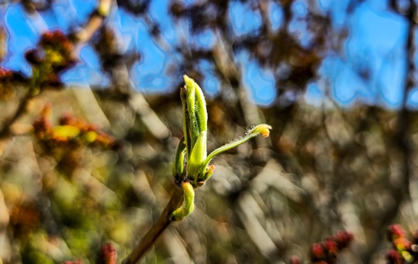 Foto - Sağlığa faydaları saymakla bitmiyor! Her yerde kahvesi içilirken Tokat'ta konservesi yapılıyor