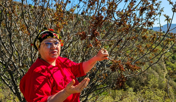 Foto - Sağlığa faydaları saymakla bitmiyor! Her yerde kahvesi içilirken Tokat'ta konservesi yapılıyor