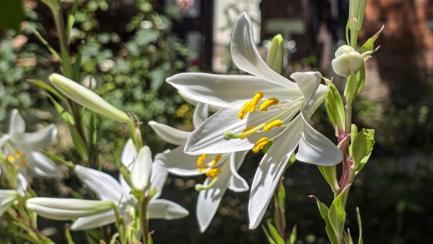 Foto - Sağlığa faydası saymakla bitmez! Fiyatıyla dudak uçuklatıyor