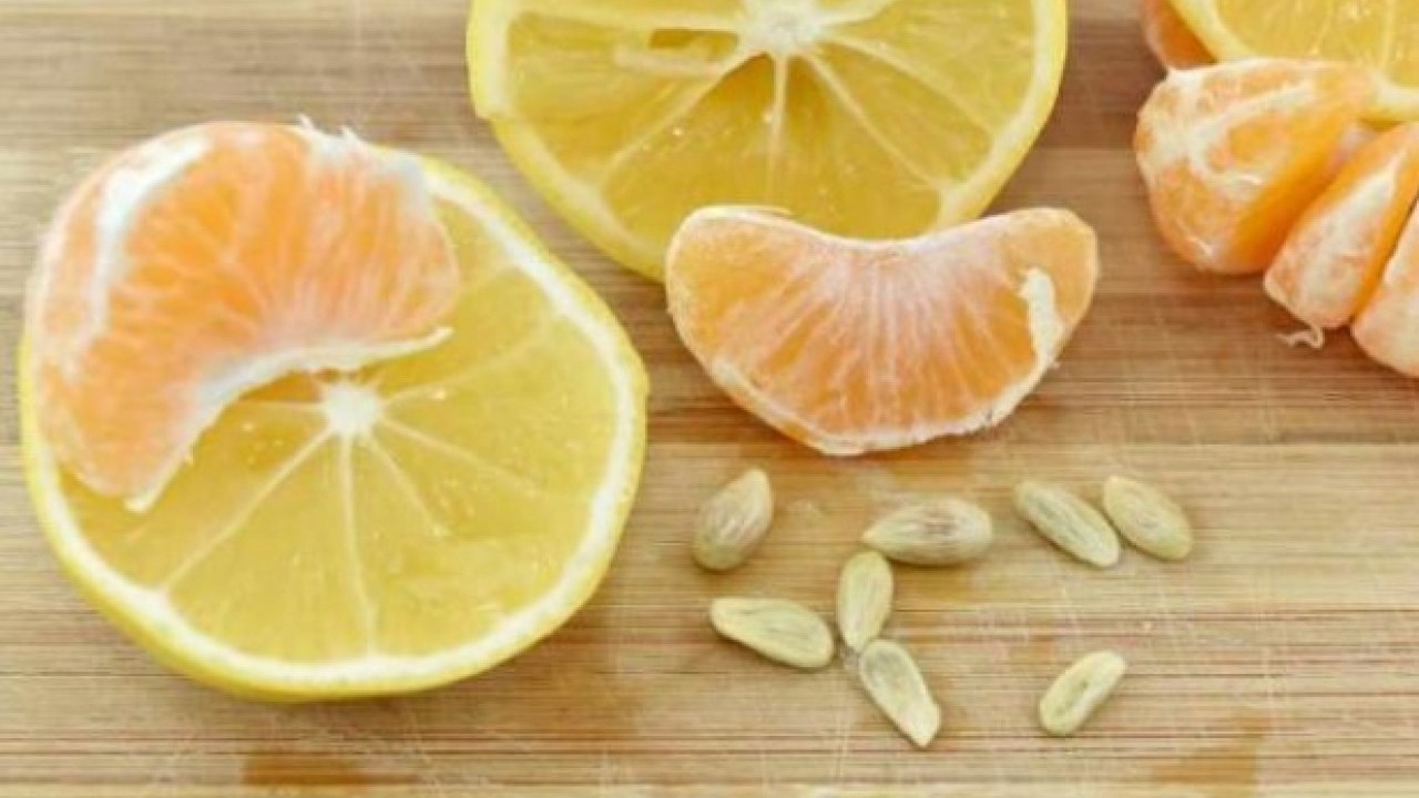 Foto - Sağlığa faydası saymakla bitmiyor! Limon çekirdeklerini çöpe atanlar dikkat