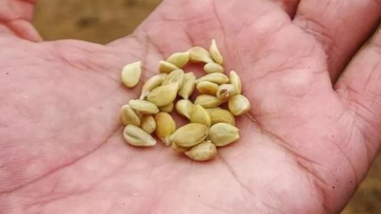 Foto - Sağlığa faydası saymakla bitmiyor! Limon çekirdeklerini çöpe atanlar dikkat