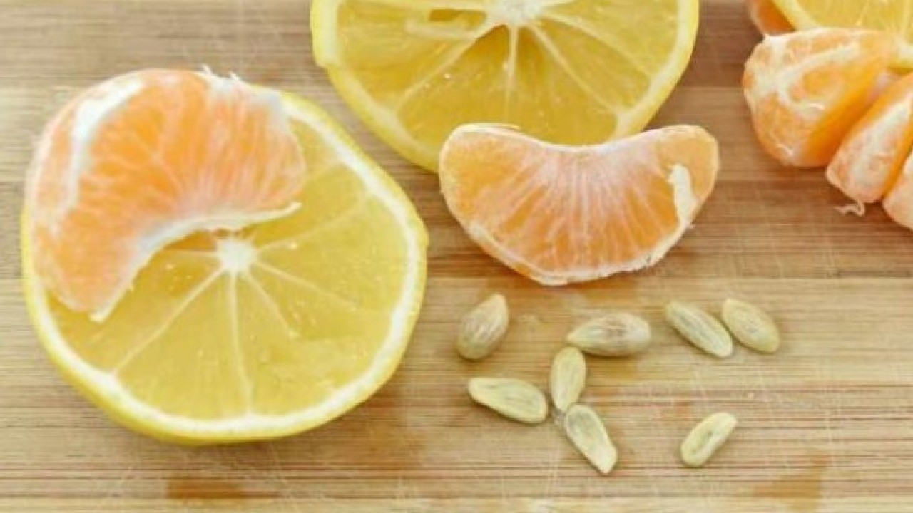 Foto - Sağlığa faydası saymakla bitmiyor! Limon çekirdeklerini çöpe atanlar dikkat