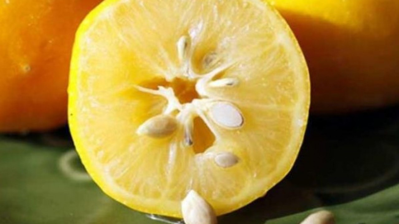 Foto - Sağlığa faydası saymakla bitmiyor! Limon çekirdeklerini çöpe atanlar dikkat