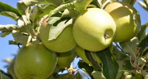 Foto - Sağlığınız için çok önemli! İşte kışın tüketilmesi gereken yiyecekler