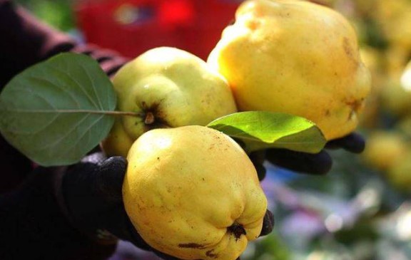 Foto - Sağlığınız için çok önemli! İşte kışın tüketilmesi gereken yiyecekler