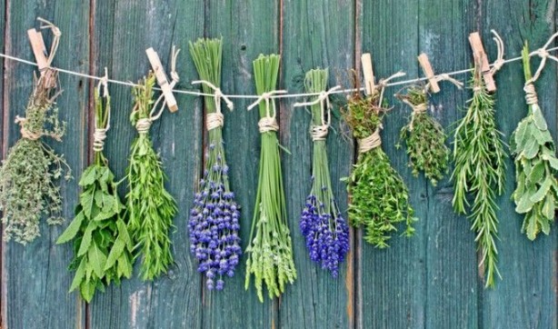 Foto - Sağlığınız için mutlaka kullanmanız gereken 8 şifalı bitki