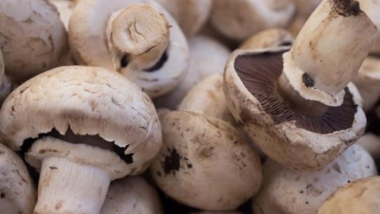 Foto - Sağlıklı bir vücudun temelini kuruyor! Protein zengini 10 sebze açıklandı