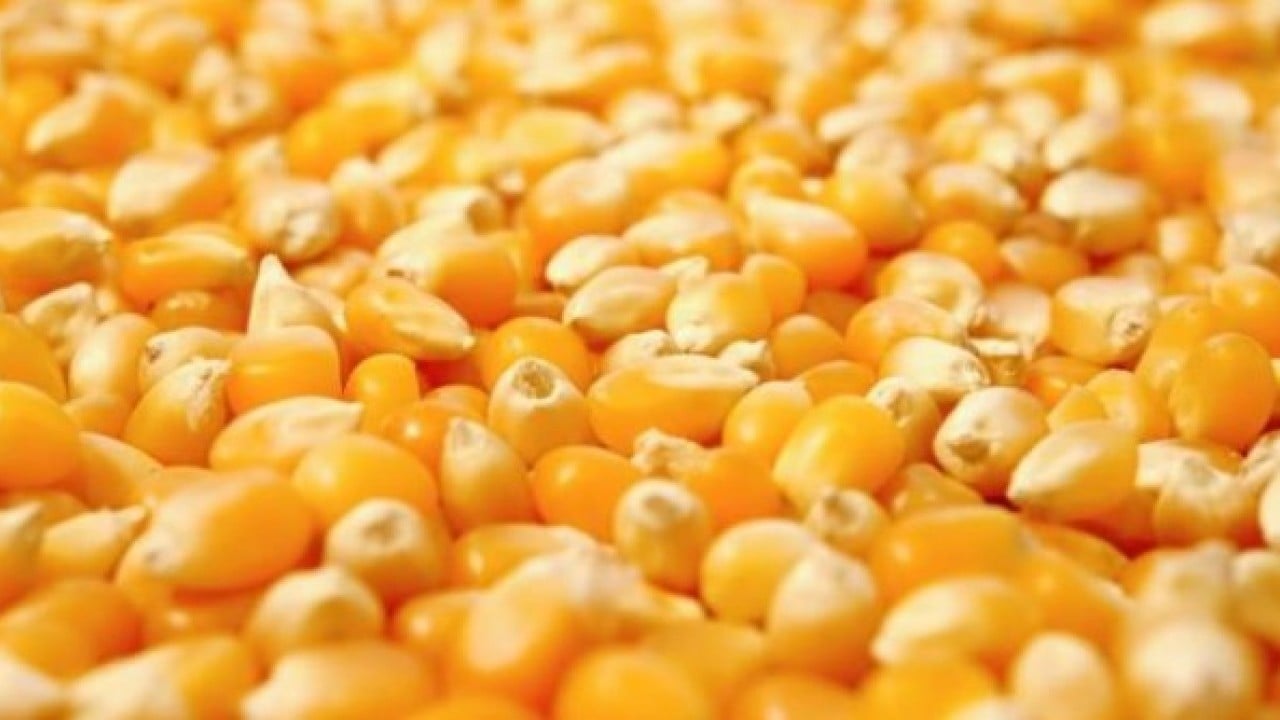 Foto - Sağlıklı bir vücudun temelini kuruyor! Protein zengini 10 sebze açıklandı