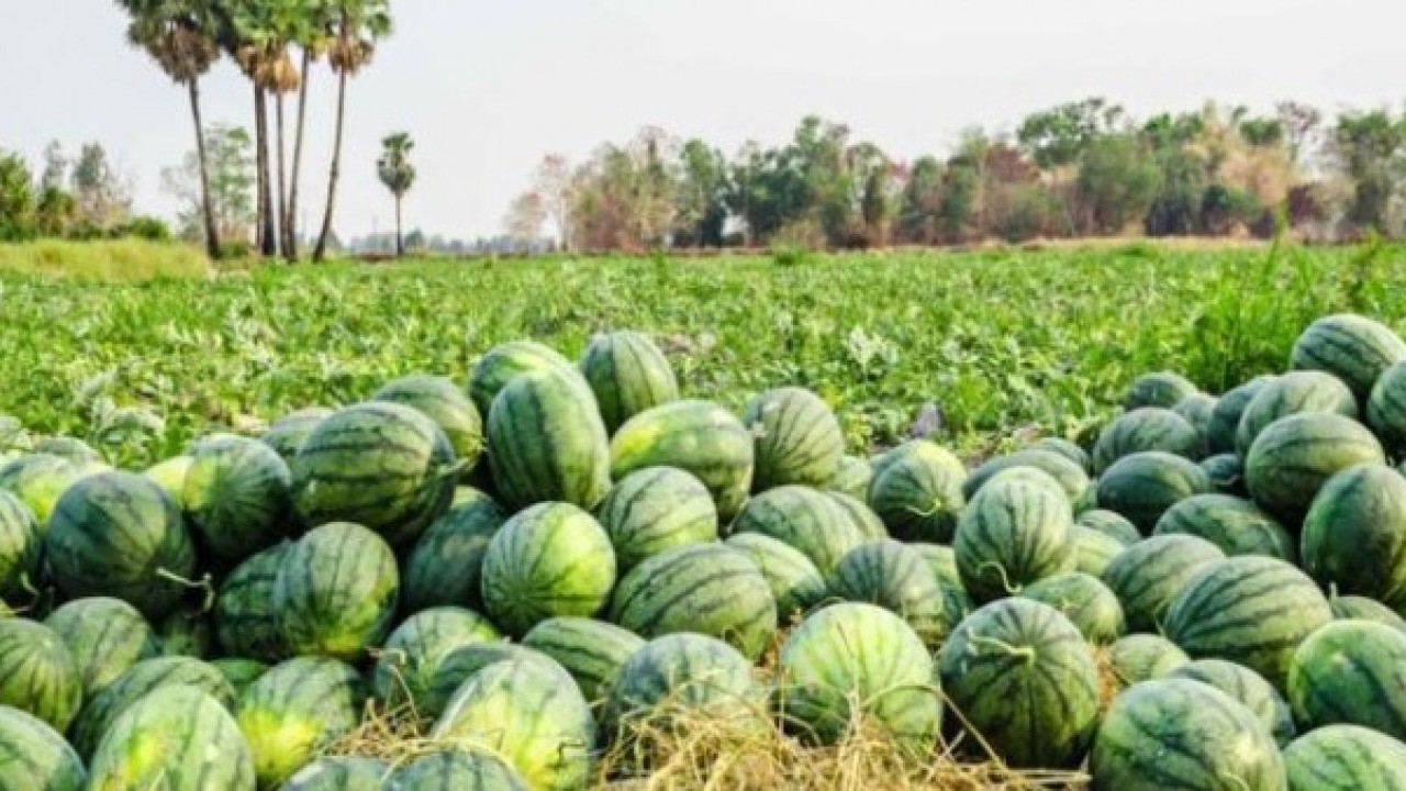 Foto - Sağlıklı diye biliyorduk ama..! Karpuz yerken bir kez daha düşünün