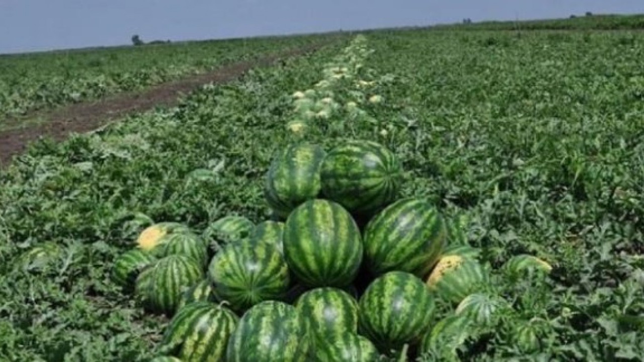 Foto - Sağlıklı diye biliyorduk ama..! Karpuz yerken bir kez daha düşünün