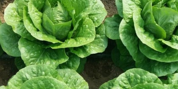 Foto - Sağlıklı şeker içeren besinler: Bu meyve ve sebzelerde şeker oranı sıfır