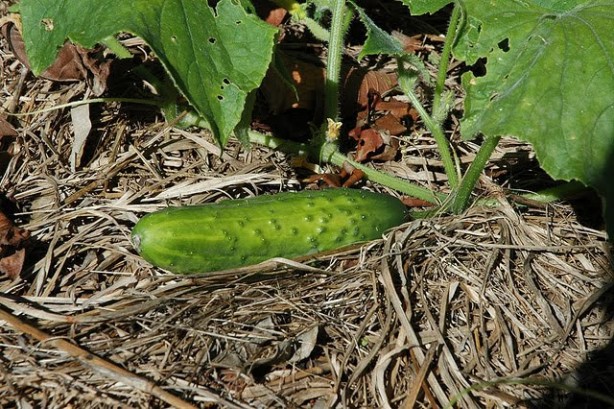 Foto - Sağlıklı, zengin vitaminli diye herkes almaya gidiyor, hep yiyoruz! Yemeden önce iki kere düşünün: vücudu zarar veriyor!