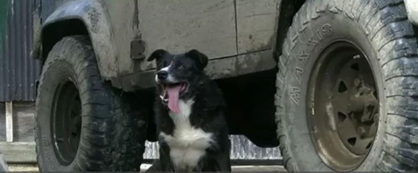 Foto - Sahibi için yaptığı şey akıllara durgunluk veriyor!