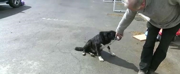 Foto - Sahibi için yaptığı şey akıllara durgunluk veriyor!