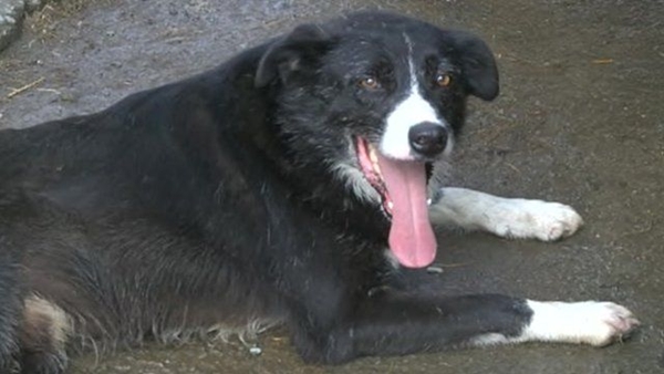 Foto - Sahibi için yaptığı şey akıllara durgunluk veriyor!