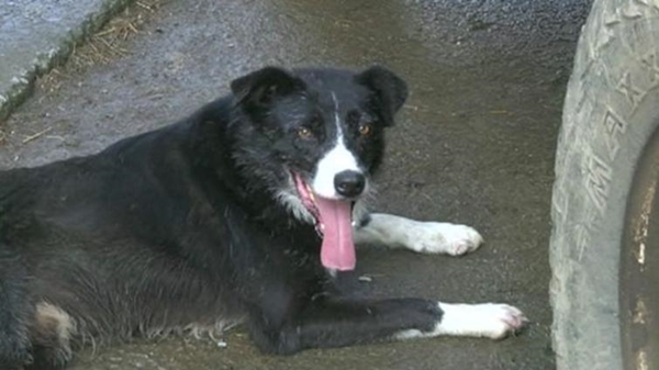 Foto - Sahibi için yaptığı şey akıllara durgunluk veriyor!