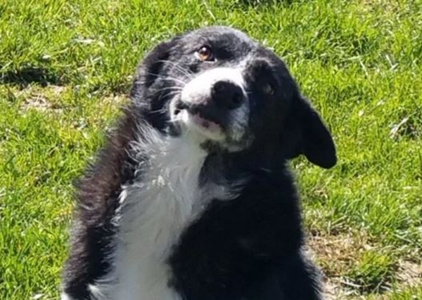 Foto - Sahibi için yaptığı şey akıllara durgunluk veriyor!