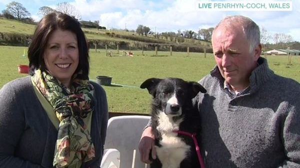 Foto - Sahibi için yaptığı şey akıllara durgunluk veriyor!