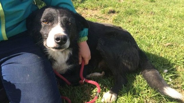 Foto - Sahibi için yaptığı şey akıllara durgunluk veriyor!