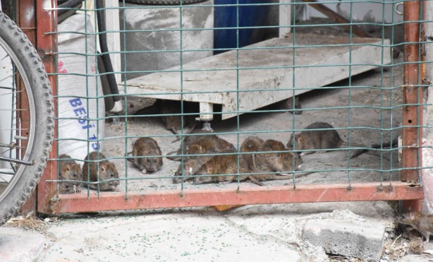 Foto - Sahibi ölen dükkanı fareler bastı