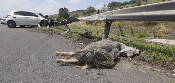 Foto - Sahibinden kaçan kurbanlık keçi zincirleme kazaya sebep oldu!