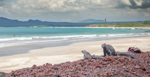 Foto - Sahibinden satılık! Daireden daha ucuza ada